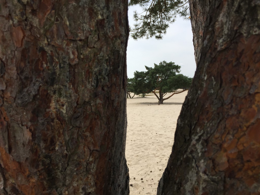 Soesterduinen