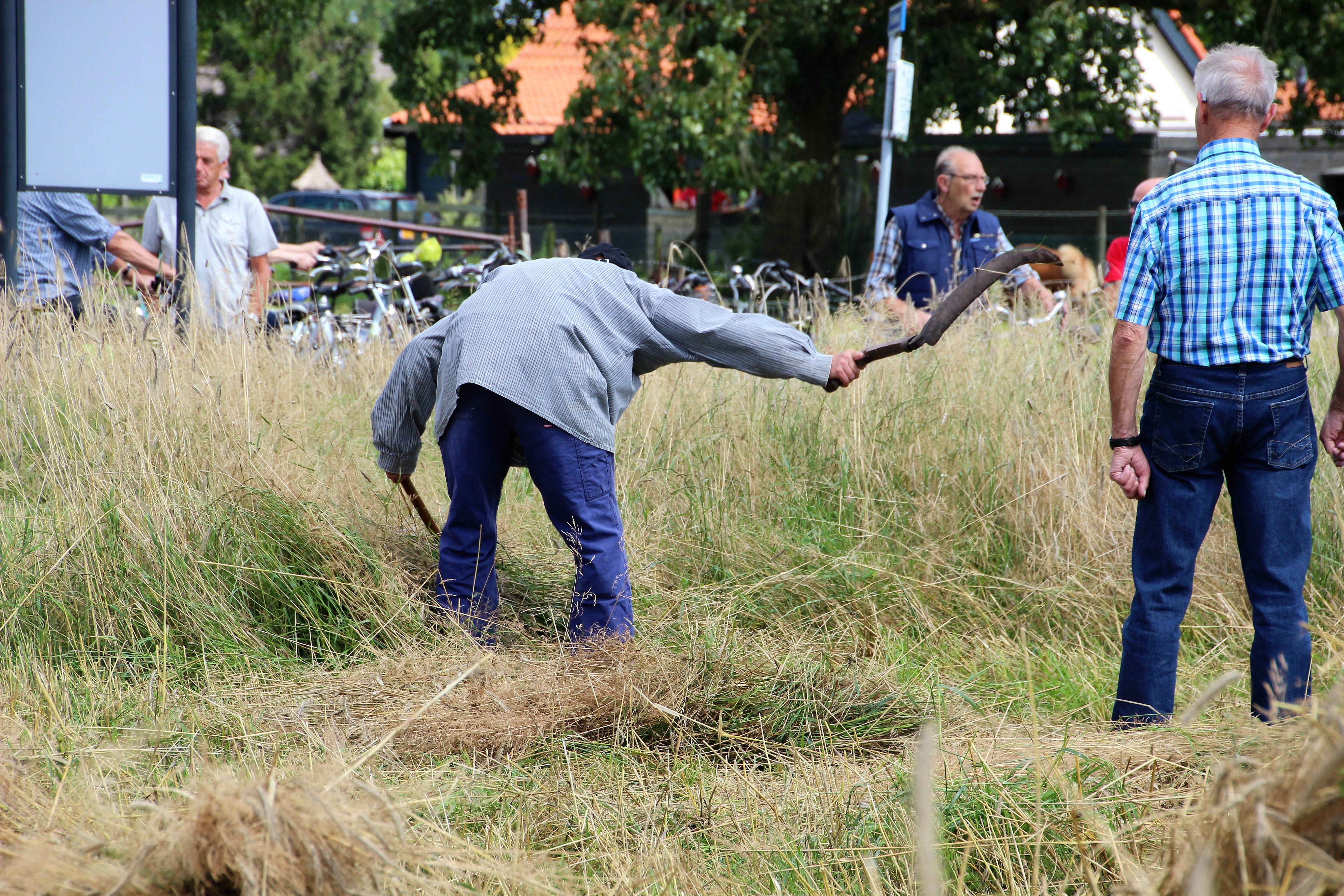 snijden rogge