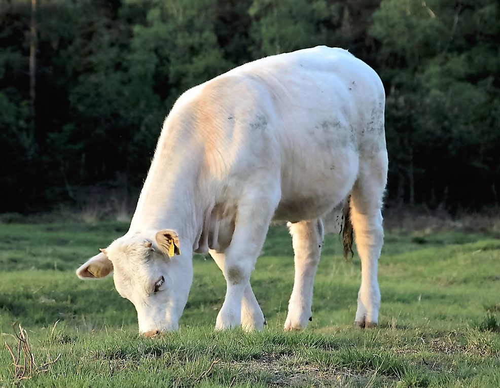 grazende koe