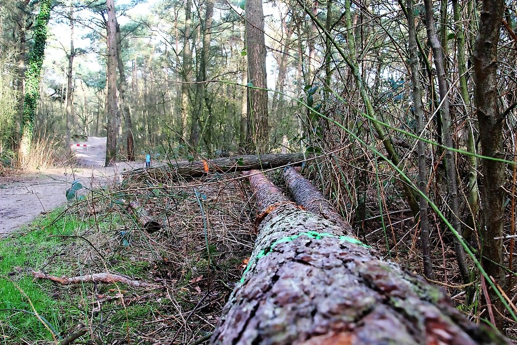 bomen