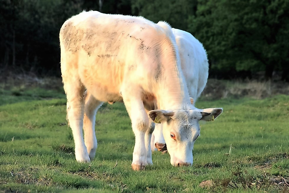 charolais