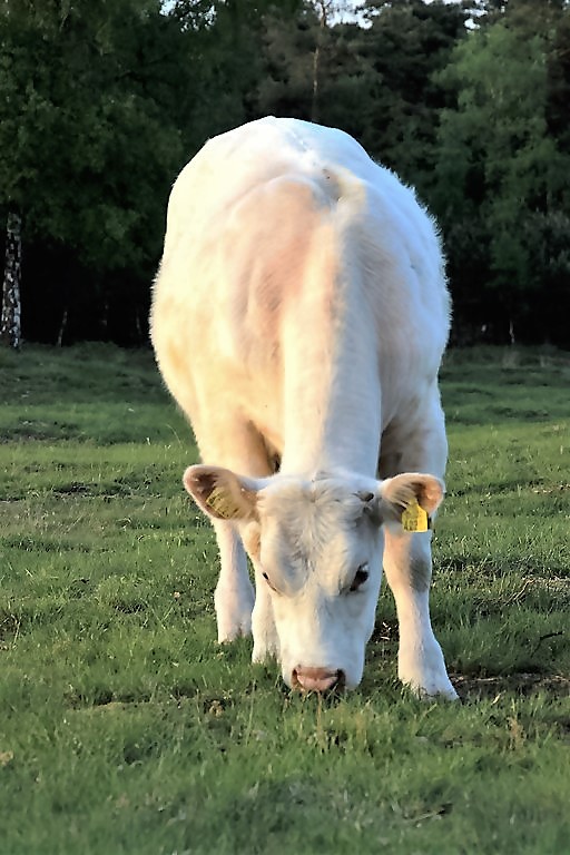 charolais3
