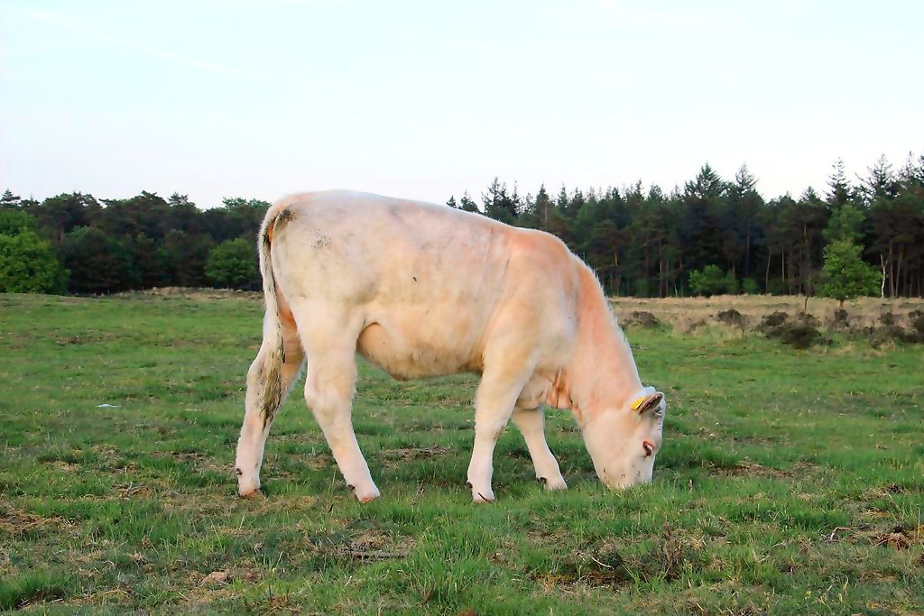 charolais5