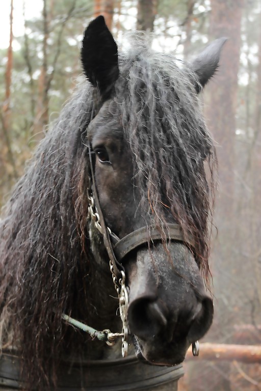 hoofdpaard