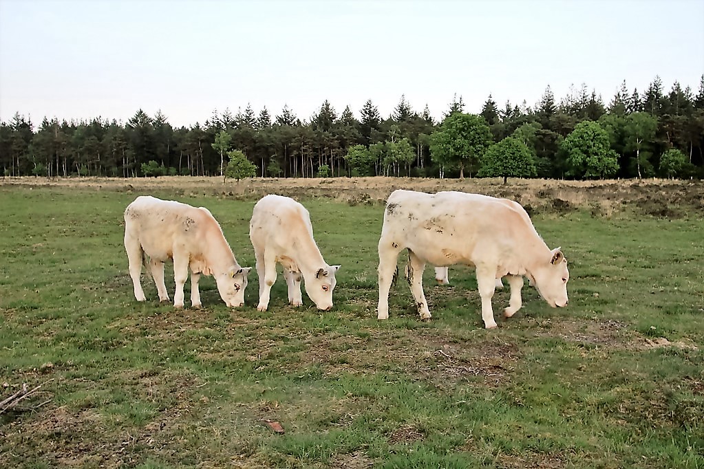 wandelen tussen de charolais koeien